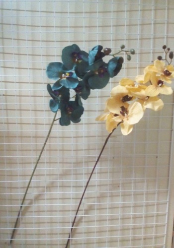 В.орхидеи сухоцвет